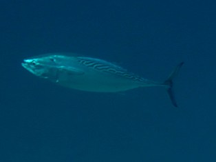 Thunnus albacares